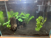 センスなくて水槽のレイアウトが上手くいきません おすすめの水草やアドバイ Yahoo 知恵袋