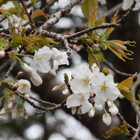 白い桜が咲いていました 名前を教えて下さい はい 大島桜なのでは H Yahoo 知恵袋