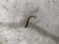 こんにちは この写真の生物はミミズですか ミミズにしては小さい気 Yahoo 知恵袋