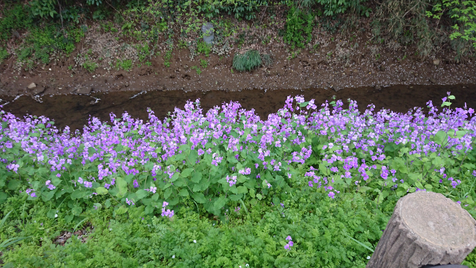 この紫色の花みたいな草の名前はなんですか オオアラセイトウ Yahoo 知恵袋