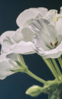 この花の名前分かりますか ゼラニウムですよ 間違っていませんよ Yahoo 知恵袋