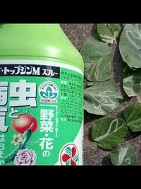 絹さやの葉っぱが虫にやられます へ 前に育てた２０日大根も同じ虫にやら Yahoo 知恵袋