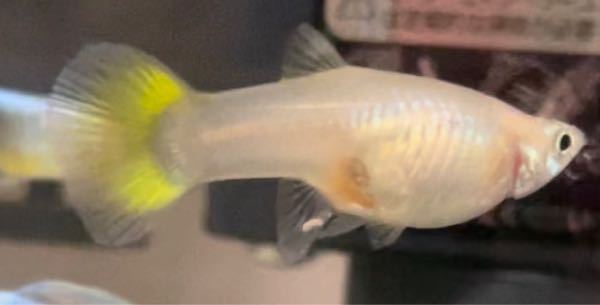 この子グッピーなのですが妊娠してますか 処女雌でも無精卵でこれくらい Yahoo 知恵袋