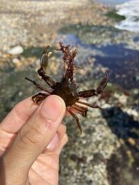 大洗の海岸にいるこのカニは何のカニですか ヨツハモガニです Yahoo 知恵袋