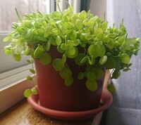 画像の植物の名前を知りたいです 育て方を調べたくて画像検索したり Yahoo 知恵袋