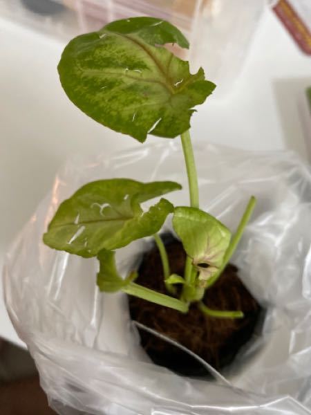 シンゴニウムの葉はまた元通りになるでしょうか 今日ダイソー Yahoo 知恵袋