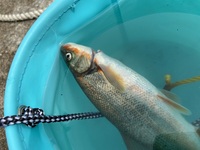 この魚はなんですか 海で釣れたのですが ハヤ 繁殖期の婚姻 Yahoo 知恵袋