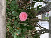 このピンクの花の名前を教えてください 木です ポトポト落ちてきま Yahoo 知恵袋