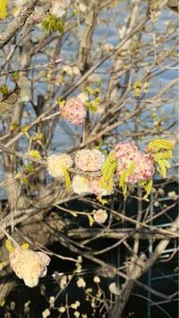 この植物の名前が知りたいです 花のようですが綿のようで気に Yahoo 知恵袋