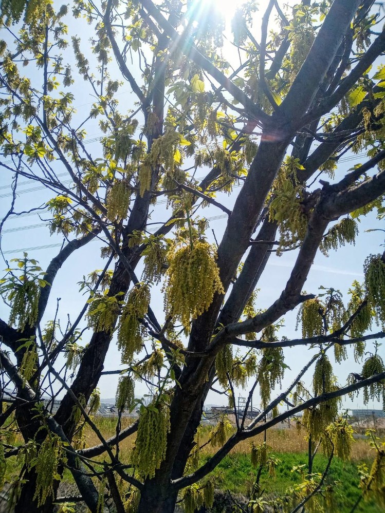 この花はクヌギ コナラ 見分け方があれば教えてください 土手にこの１本だけ Yahoo 知恵袋