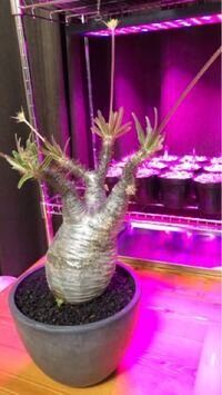 観葉植物屋さんでパキポディウムグラキリスの発根済みの現地球を