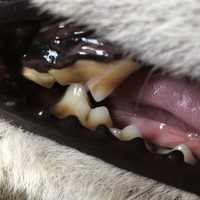 犬の目やにと歯周病について 教えて下さい ６歳のミニチュアダックス Yahoo 知恵袋