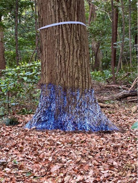 良好品】 木の根革無き済み 木の根革無き済み