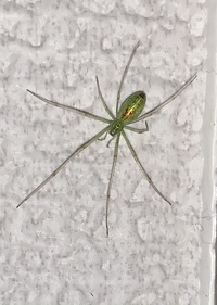 緑色の蜘蛛を見つけました新種 緑色の蜘蛛みたいなのを見ました Yahoo 知恵袋