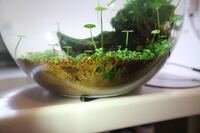 めだかを飼育しているのですが 底に敷いた茶色のソイルが黒く変色 Yahoo 知恵袋
