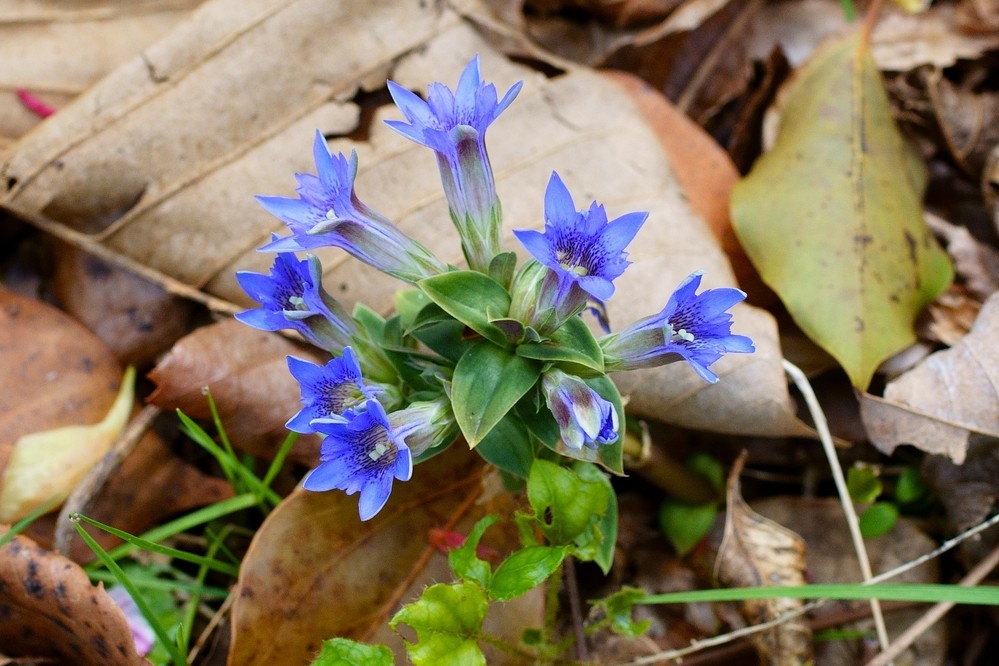 教えてください この花はフデリンドウでよろしいのでしょうか 3月下旬 林 Yahoo 知恵袋