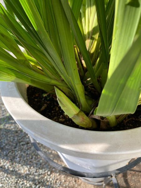 素人です。 調べても分かりません。 花芽でしょうか？葉っぱでしょうか？ また、この時点で株分けしてもよろしいでしょうか？ 鉢の中、ぎっしりです。 宜しくお願いします。