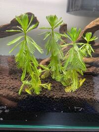 この水草の種類を教えてください オオフサモかな Yahoo 知恵袋