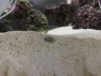 海水魚水槽のガラスに面している砂の中に写真のような虫 卵 のよう Yahoo 知恵袋