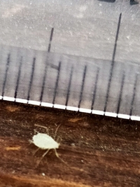 プリントの上に小さく白い虫がいました これはダニですか ズームで撮ってみたんで Yahoo 知恵袋