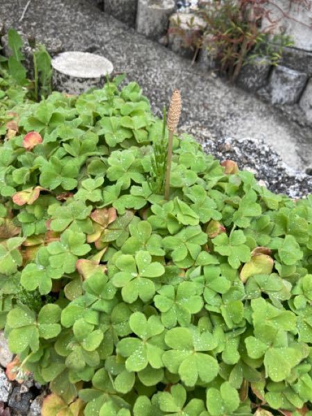 この大きなクローバーのような植物の名前をご存じの方いらっしゃれば
