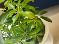 シェフレラが枯れてしまいそうです 初めて観葉植物を育てています 鉢に植替え Yahoo 知恵袋