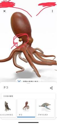 タコのこれってなんなんですか 動いてますけど魚でいうえらというものですか Yahoo 知恵袋