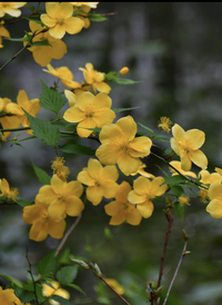 この花の名前わかりましたら教えて下さい ヤマブキと思います Yahoo 知恵袋