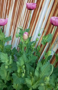 家の近くの資材置き場 らしき所に写真の花が自生してました きれいな花 Yahoo 知恵袋