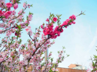 桜 ソメイヨシノ は苗を植えてから何年ぐらいで花が咲くのでしょうか あと Yahoo 知恵袋