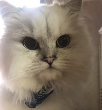 我が家の猫なのですがアルビノだと思いますか ペルシャかチン Yahoo 知恵袋