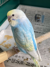 このセキセイインコの色の種類はなんでしょうか 二四田東イエローフェイ Yahoo 知恵袋