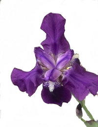 この花は一体なんという名前の花なのでしょうか 教えて頂きたいです Yahoo 知恵袋