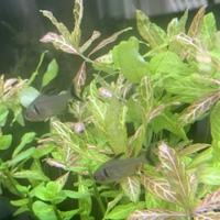 カラーブラックテトラとミナミヌマエビを混泳させることは可能でしょうか Yahoo 知恵袋