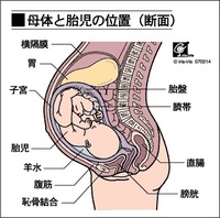 帝王切開の時って少し臓器を移動させるって書いてあったんですが どこを移動さ Yahoo 知恵袋