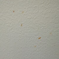 壁紙に味噌が飛び散ってしまいました どのように掃除をすれば きれいになりま Yahoo 知恵袋