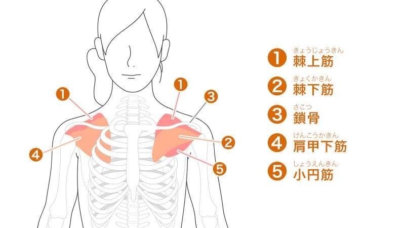 右鎖骨上窩 リンパ節が腫れている気がします 皮下 筋肉 に膨らみ Yahoo 知恵袋