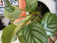 カラテアオルビフォリアの茎が茶色だったり黄色くなってきます Yahoo 知恵袋