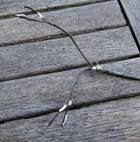 ハナミズキの枝のふしぶしに白いものがついています 何かわかる方お Yahoo 知恵袋