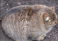 家畜は人間に食べられるために太りますか 猫 まん丸 Yahoo 知恵袋