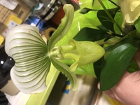 この植物の種類わかりますか パフィオペディラムです パフィオペディラ Yahoo 知恵袋