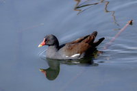 池で、オオバンやカモ類がおりました中に、
嘴の赤い鳥（写真の鳥）の名前を教えてください。
よろしくお願いします。 