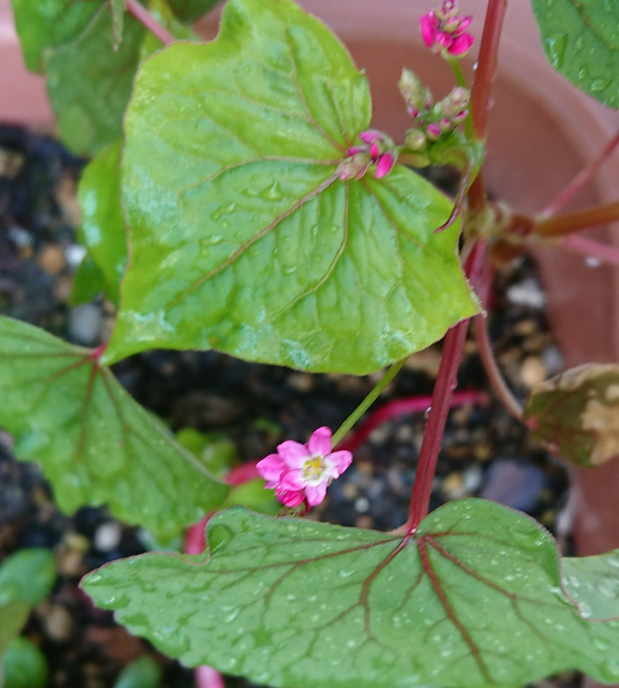 このお花の名前を教えてください 植えた覚えがないのですが 何年も Yahoo 知恵袋