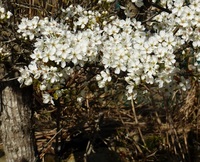 これは 何の花でしょうか 山の中の集落を訪れた時に咲き誇っていたので Yahoo 知恵袋