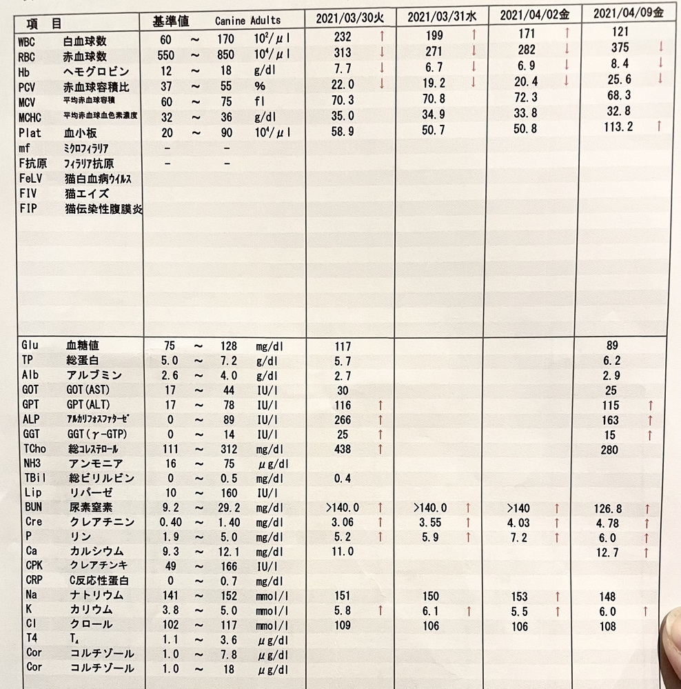 猫が腎不全の診断を受けました。BUN99.7クレアチニン6.562019年か 