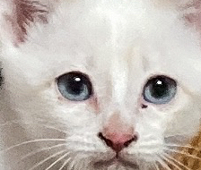 2ヶ月の子猫ですがこの子はキトンブルーですか それともブルーアイのままでし Yahoo 知恵袋