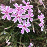 花の名前を教えてください 芝さくらのキャンディストライプと Yahoo 知恵袋