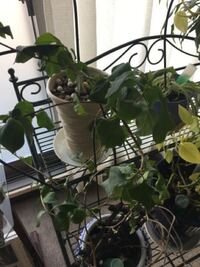 鉢植えのブーゲンビリアが何年か花は咲いていませんでしたが 何とか葉は青々と Yahoo 知恵袋