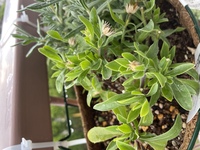 オステオスペルマムが咲きません 蕾はできるんですが いくつかこんな状態です Yahoo 知恵袋