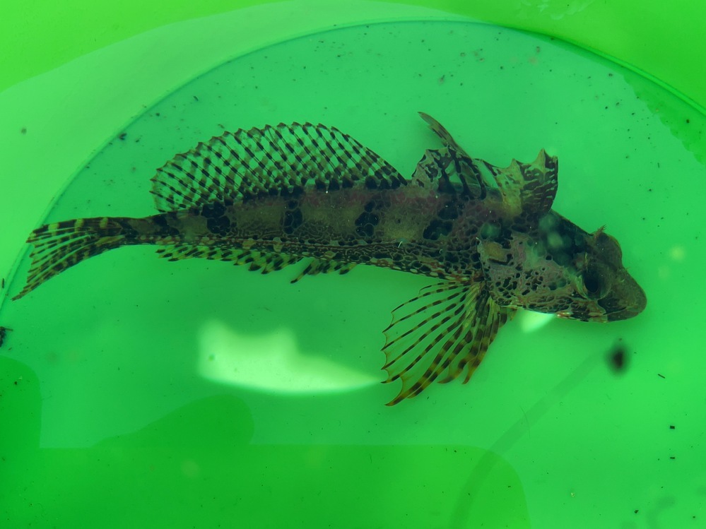 堤防釣りで釣りました この魚の名前を教えてください 臀鰭の Yahoo 知恵袋